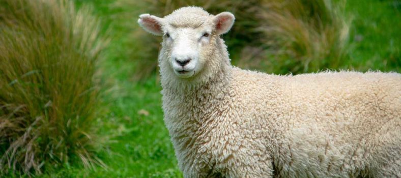 The lost sheep - Luke 15 1-7 - Parables of Jesus - Rejoicing in heaven